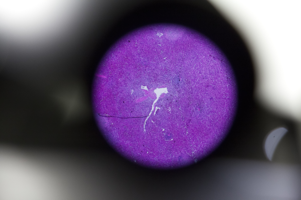 cell